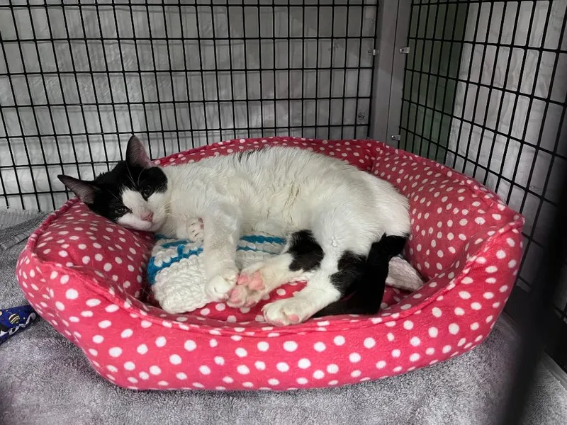 Binary Fission thumbnail 3