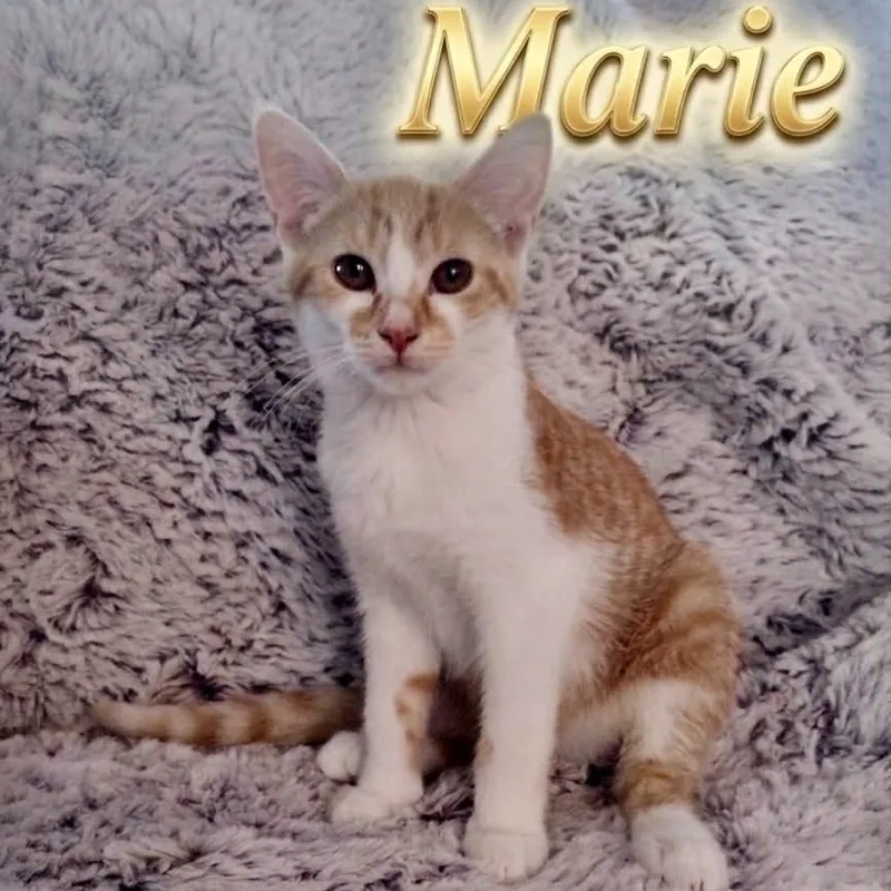 A baby medium-sized female Tabby (Orange / Red) Tabby cat named Marie for adoption in Wyandotte, MI