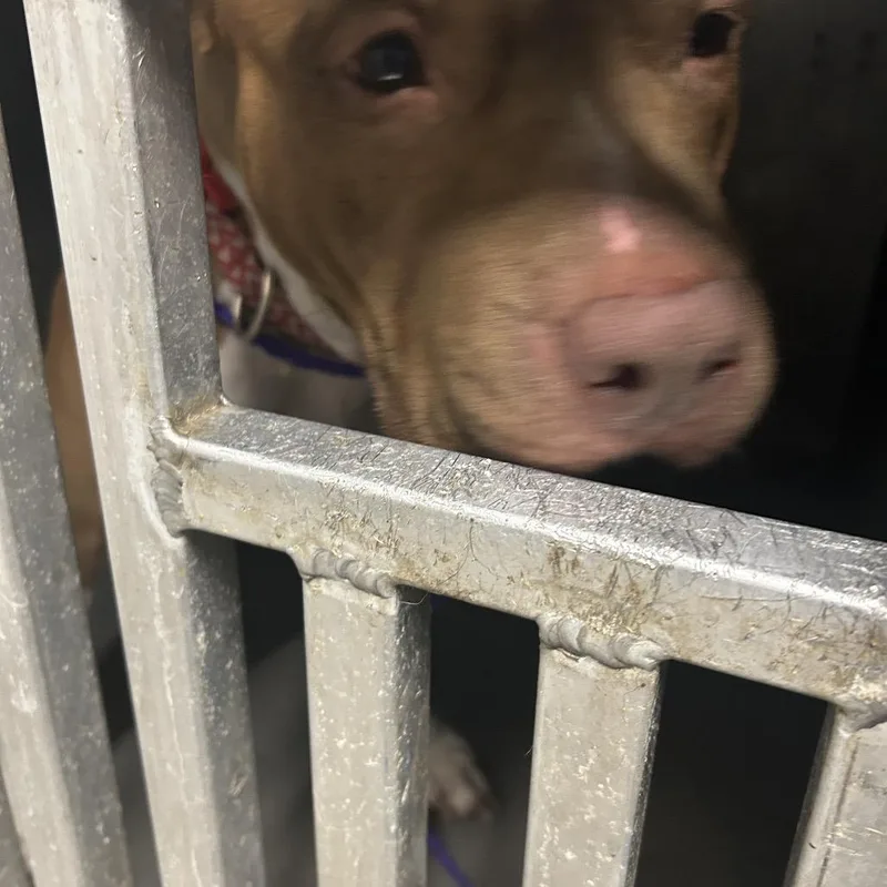 An adult medium-sized female Brown / Chocolate Pit Bull Terrier dog named Lady for adoption in Greensboro, NC