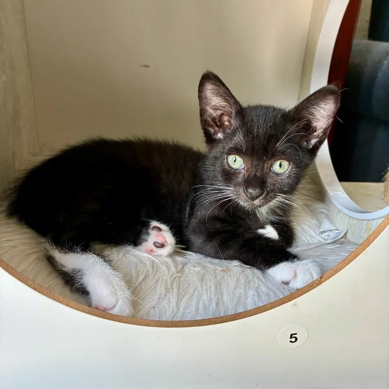 A baby small-sized male Black Domestic Short Hair cat named Crunchy Wrap Supreme for adoption in Fort Lauderdale, FL