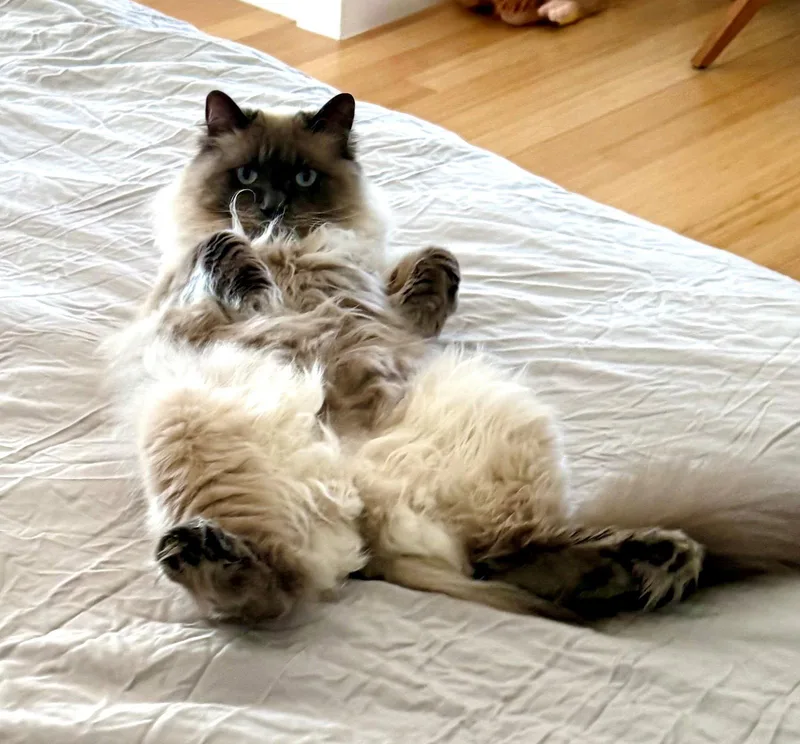 Lennon
