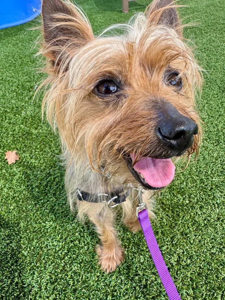 A senior medium-sized male Yorkshire Terrier dog named Ochre for adoption in Hamilton, OH