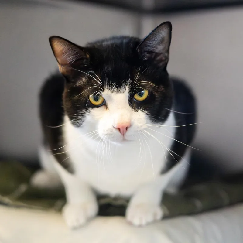 A young large-sized male Black Domestic Short Hair cat named Rory for adoption in Newark, DE
