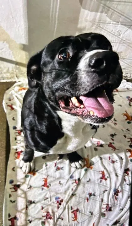 An adult large-sized male Mixed Breed dog named Derecho for adoption in Hobart, IN