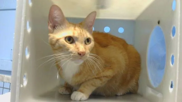 An adult medium-sized female Domestic Medium Hair cat named Daisy for adoption in Gardena, CA