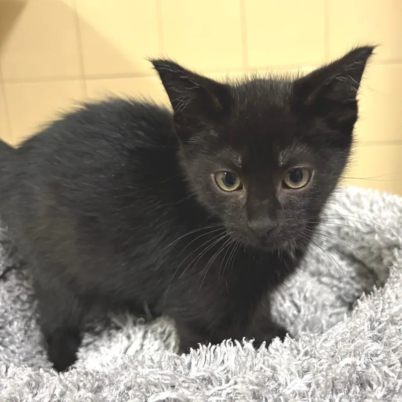 A baby small-sized male Black Domestic Short Hair cat named Hunter for adoption in East Hampton, NY
