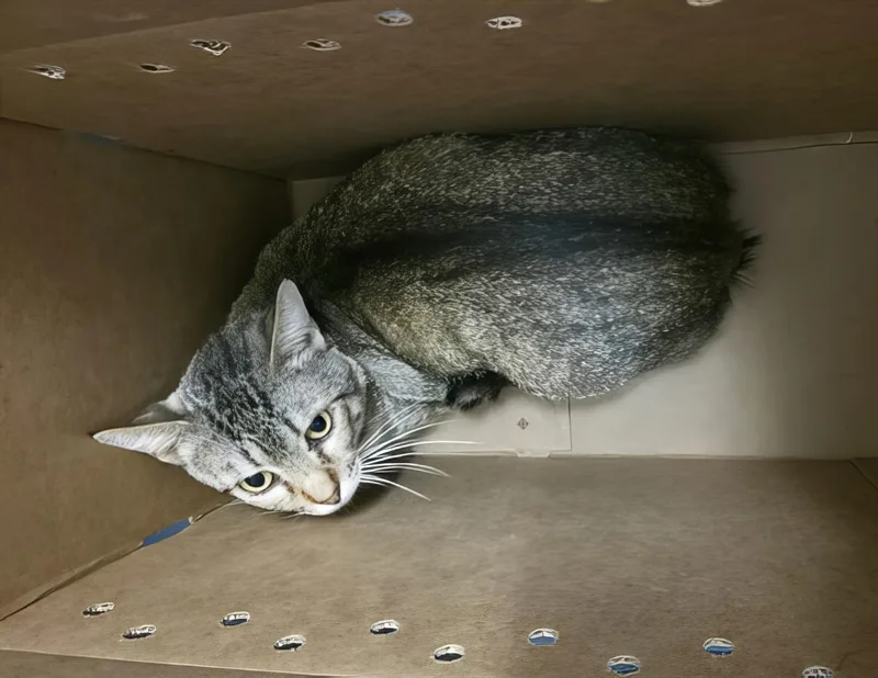 An adult medium-sized male Tabby (Brown / Chocolate) Domestic Short Hair cat named A for adoption in Nashville, TN