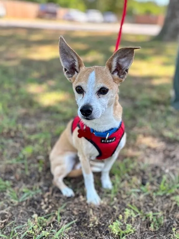 A senior small-sized male Yellow / Tan / Blond / Fawn Chihuahua dog named Charlie for adoption in Aiken, SC
