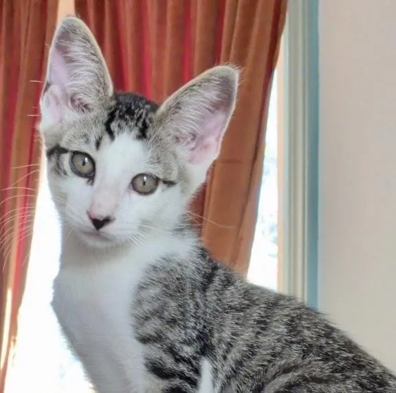 A young large-sized male Tabby (Gray / Blue / Silver) Tabby cat named Nimbus for adoption in Greenfield, CA