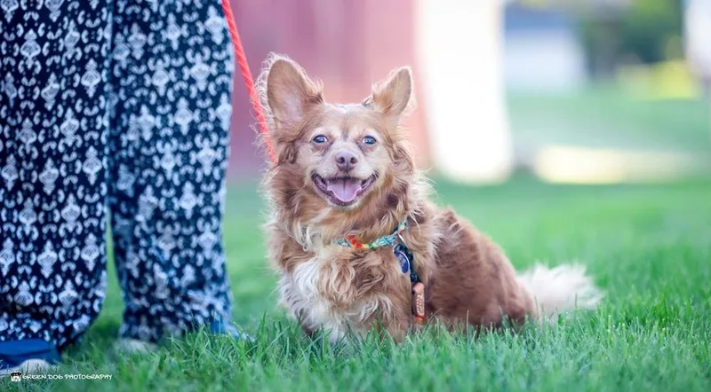 A senior small-sized male Pomeranian dog named Percy for adoption in Grand Rapids, MI