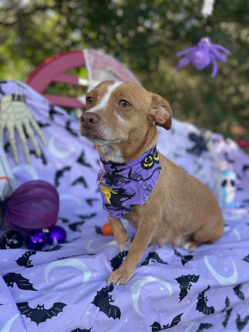 An adult small-sized female Chihuahua dog named Cookie for adoption in Sebring, FL