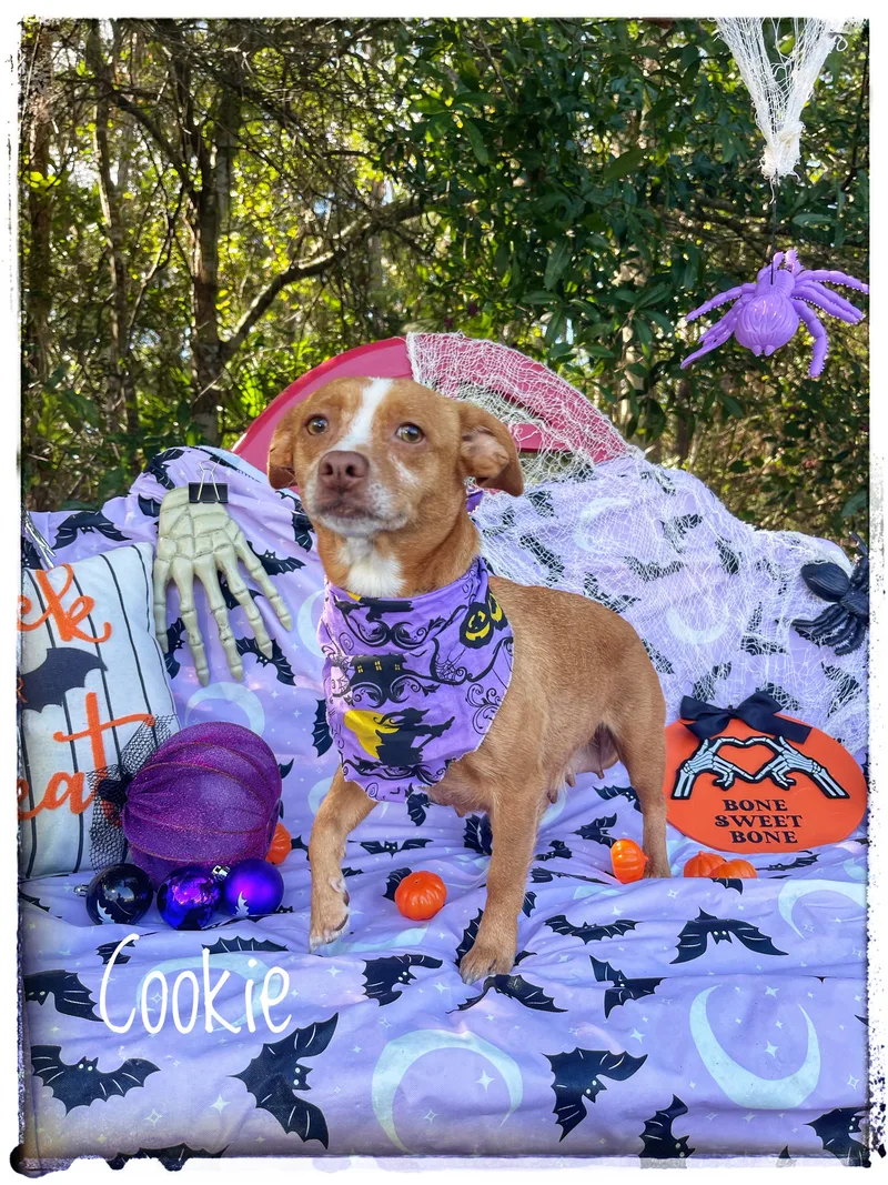 Cookie thumbnail 4