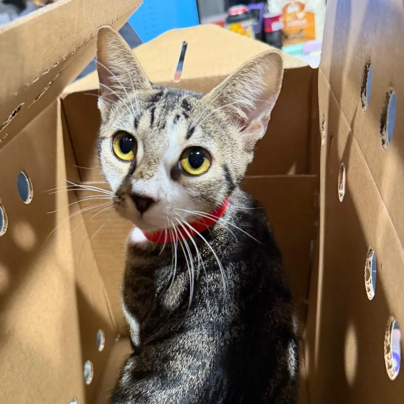 A young medium-sized female Gray / Blue / Silver Domestic Short Hair cat named Skylar for adoption in Tampa, FL