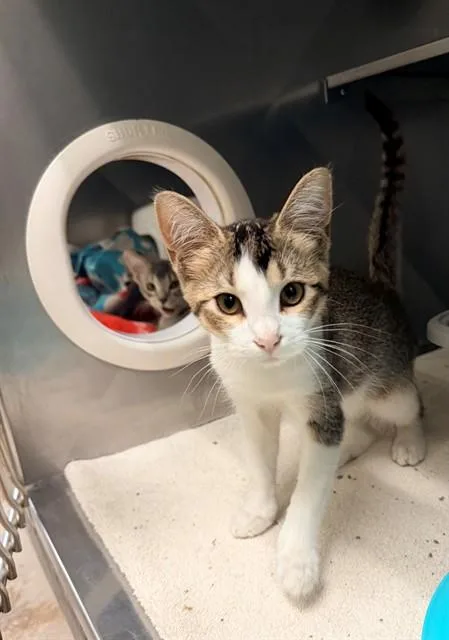 A baby small-sized female Domestic Short Hair cat named Aggie for adoption in Minneapolis, MN