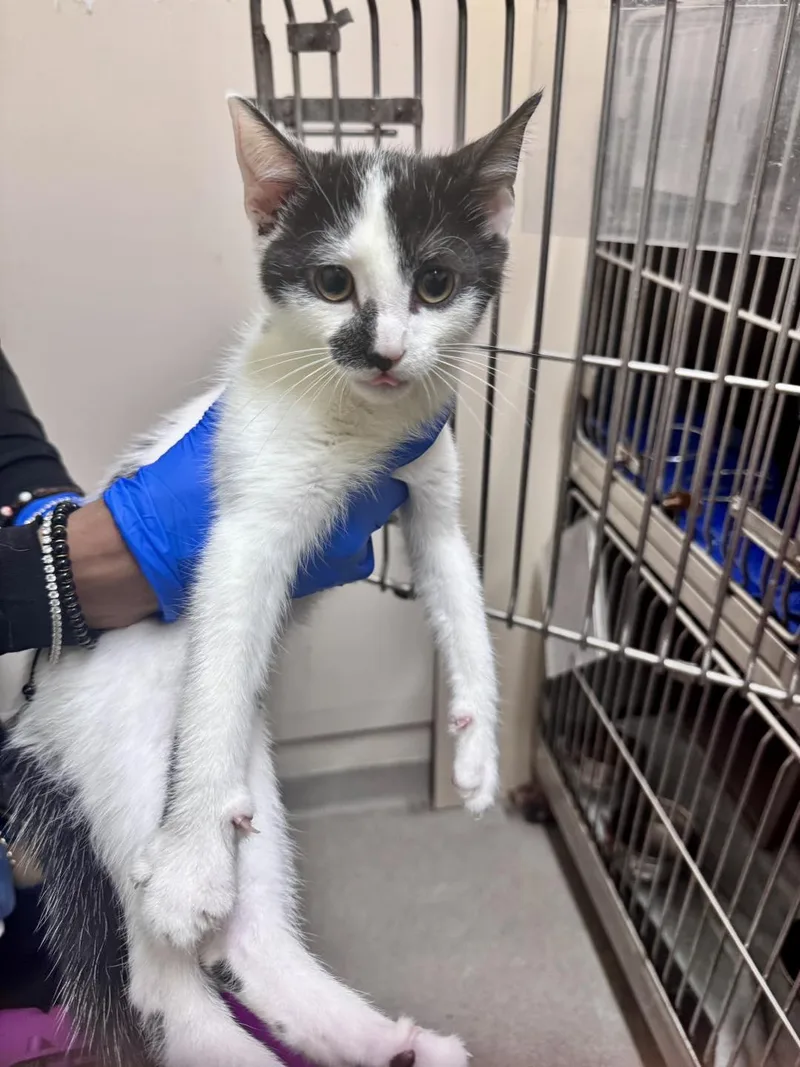 A young medium-sized male Black Domestic Short Hair cat named Mason for adoption in Passaic, NJ
