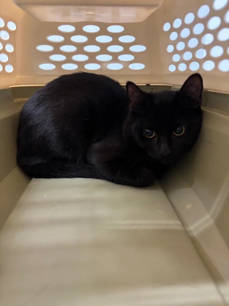 A baby medium-sized female Domestic Short Hair cat named Socks for adoption in Bloomington, IN