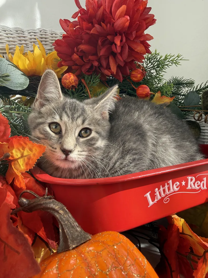 A baby medium-sized male Gray / Blue / Silver Domestic Short Hair cat named Seeley Booth Bones for adoption in Eaton Rapids, MI