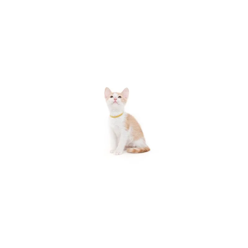 A baby small-sized male Orange / Red Domestic Short Hair cat named Crocs for adoption in Playa Vista, CA