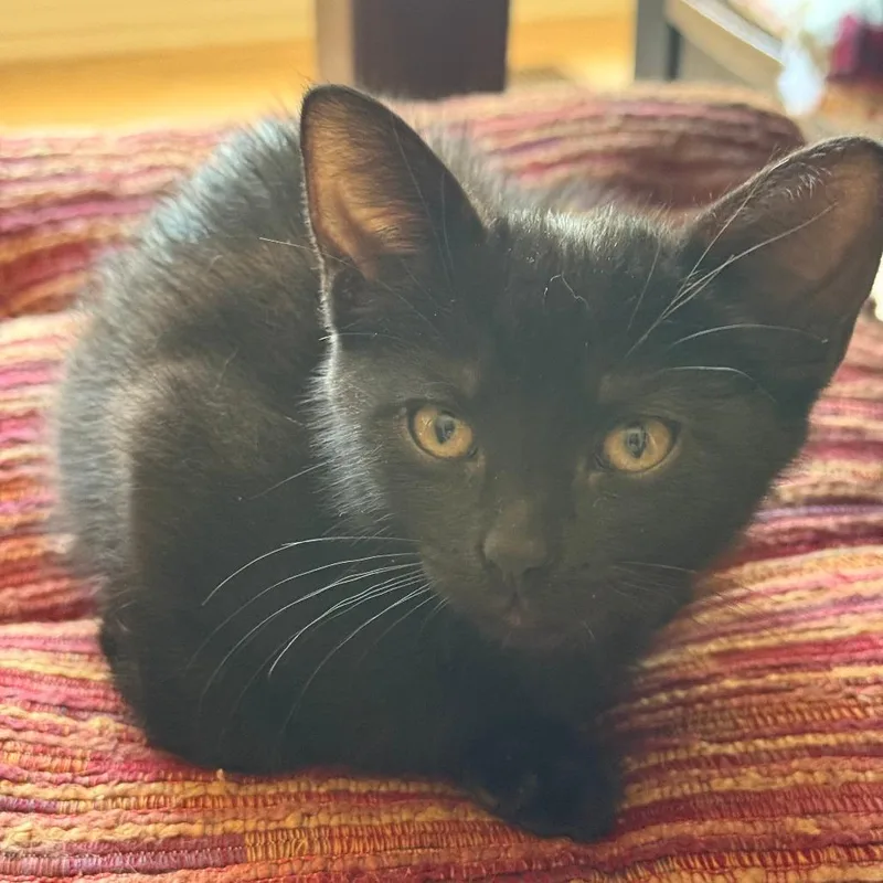 Mia
