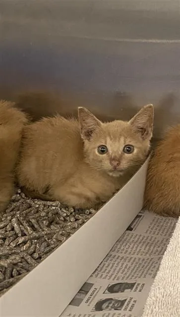 A baby medium-sized female Domestic Short Hair cat named South for adoption in Dallas, TX