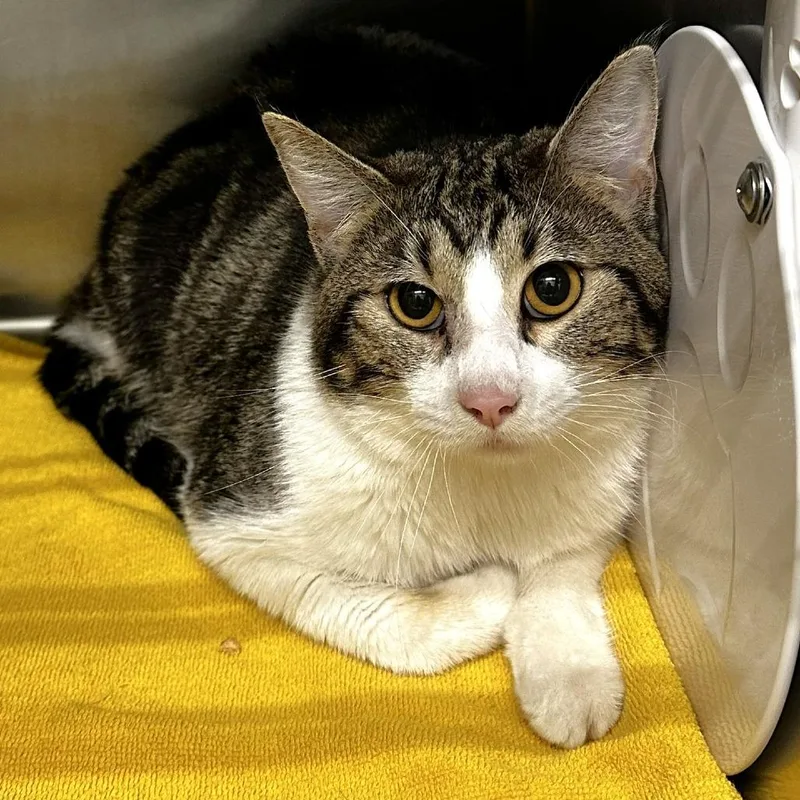 An adult large-sized male Brown / Chocolate Domestic Short Hair cat named Paris for adoption in Warrensburg, MO