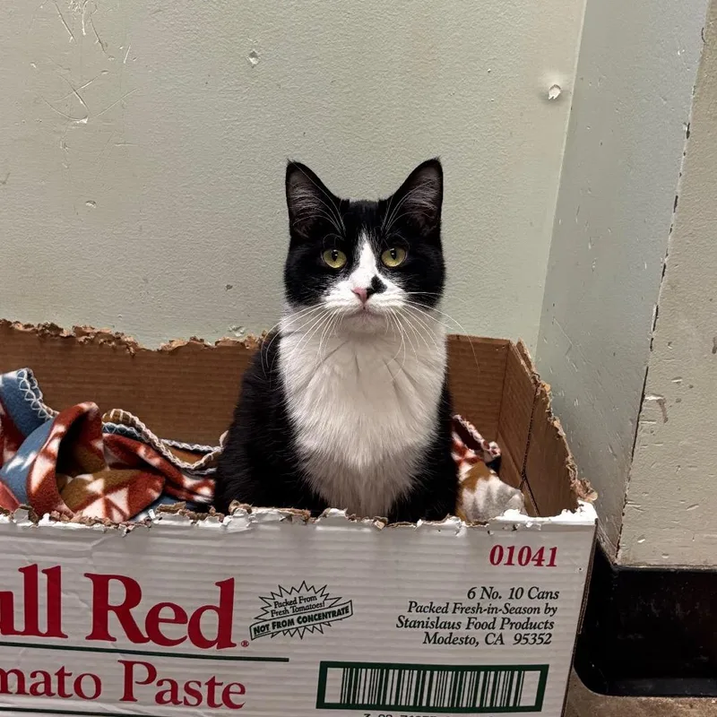 Converse thumbnail 2