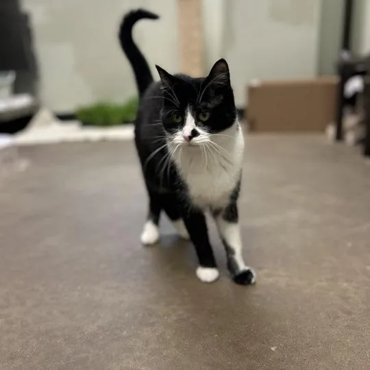 Converse thumbnail 3