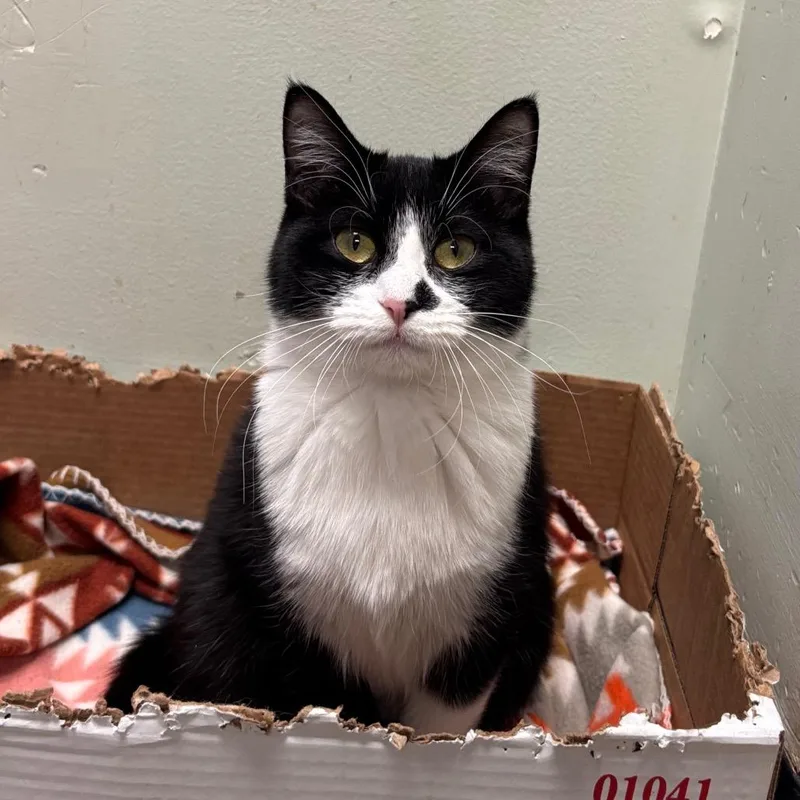 Converse thumbnail 4