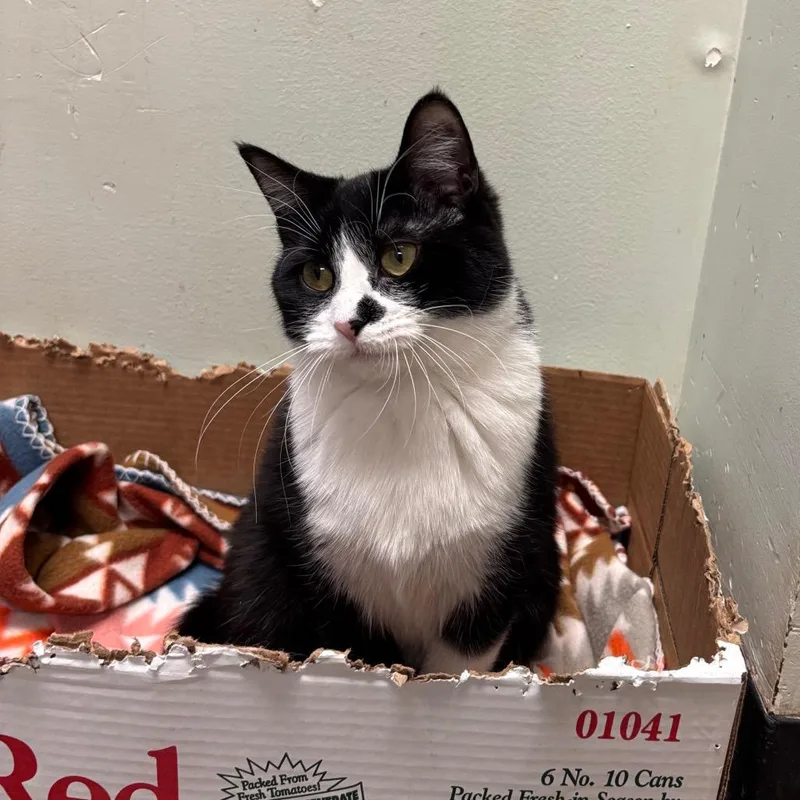 Converse thumbnail 5