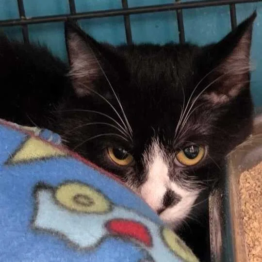 Converse thumbnail 6