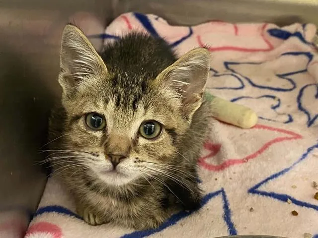A baby small-sized male Domestic Short Hair cat named Luffy for adoption in Tustin, CA