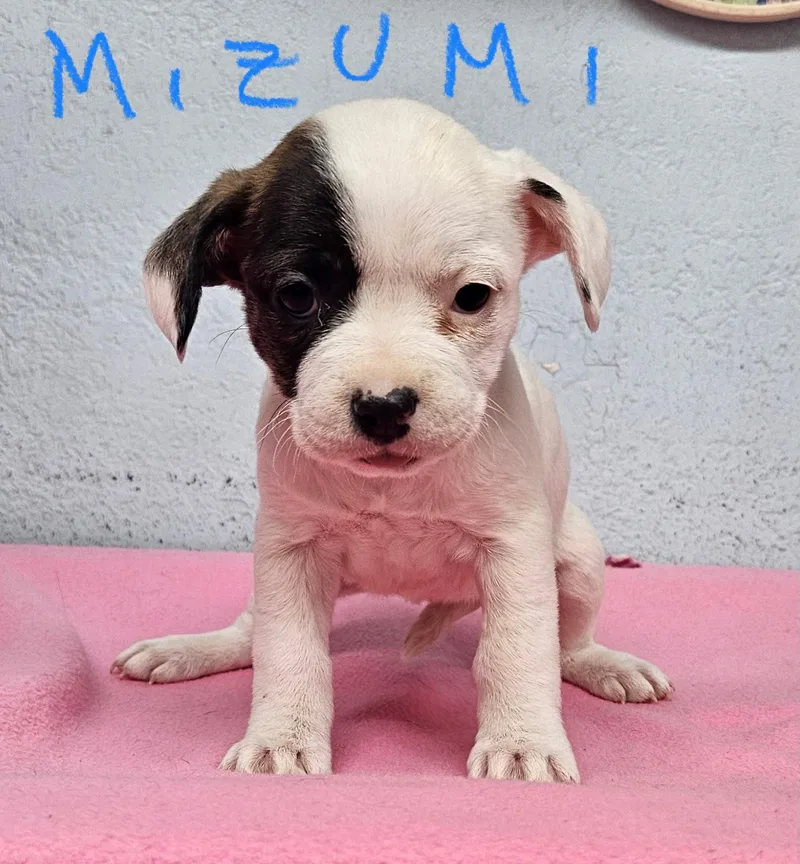 A baby small-sized female Spaniel dog named Mizumi for adoption in Inglewood, CA