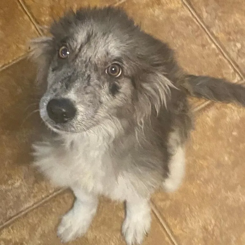 Oscar