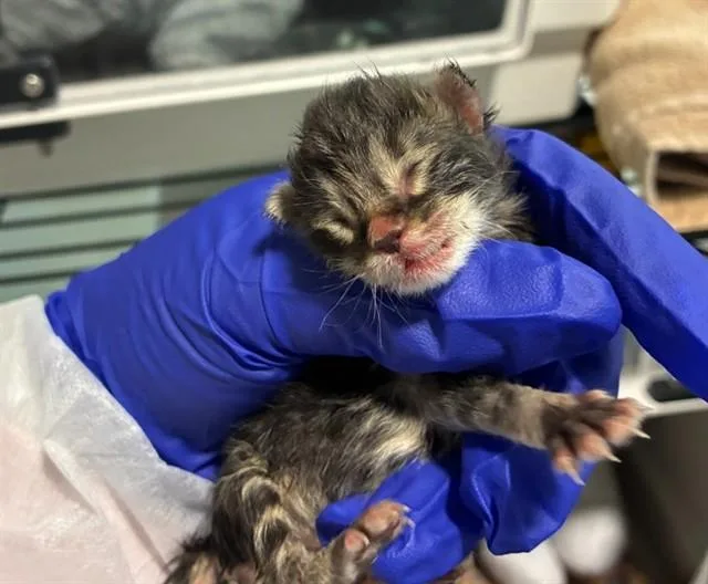 A baby medium-sized male Domestic Short Hair cat named Willie for adoption in Dallas, TX