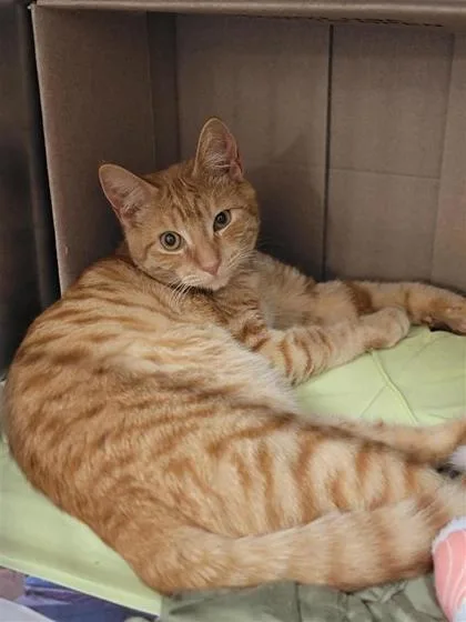 An adult medium-sized male Domestic Short Hair cat named Junior for adoption in Largo, FL