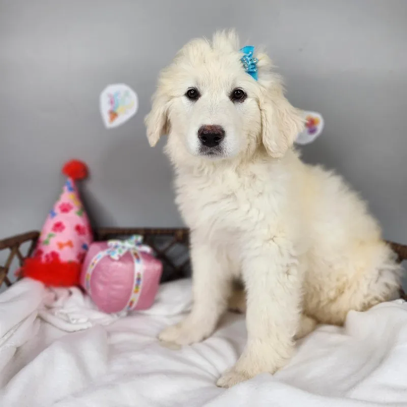A baby small-sized female White / Cream Great Pyrenees dog named Tall Woman At Party for adoption in Fort Wayne, IN