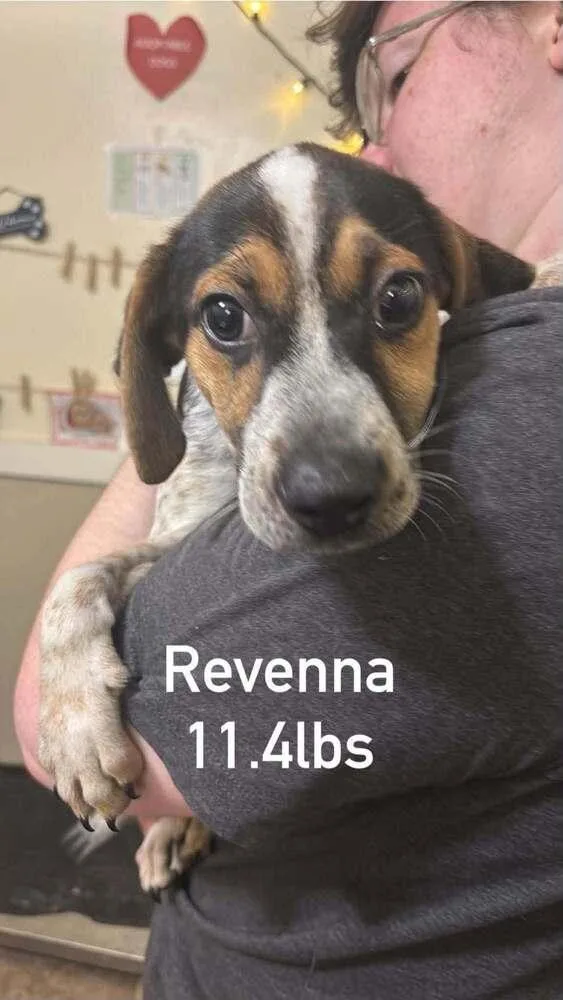 A baby medium-sized female Tricolor (Brown, Black, & White) Beagle dog named Floyd Rs : Ravenna for adoption in Aurora, IN