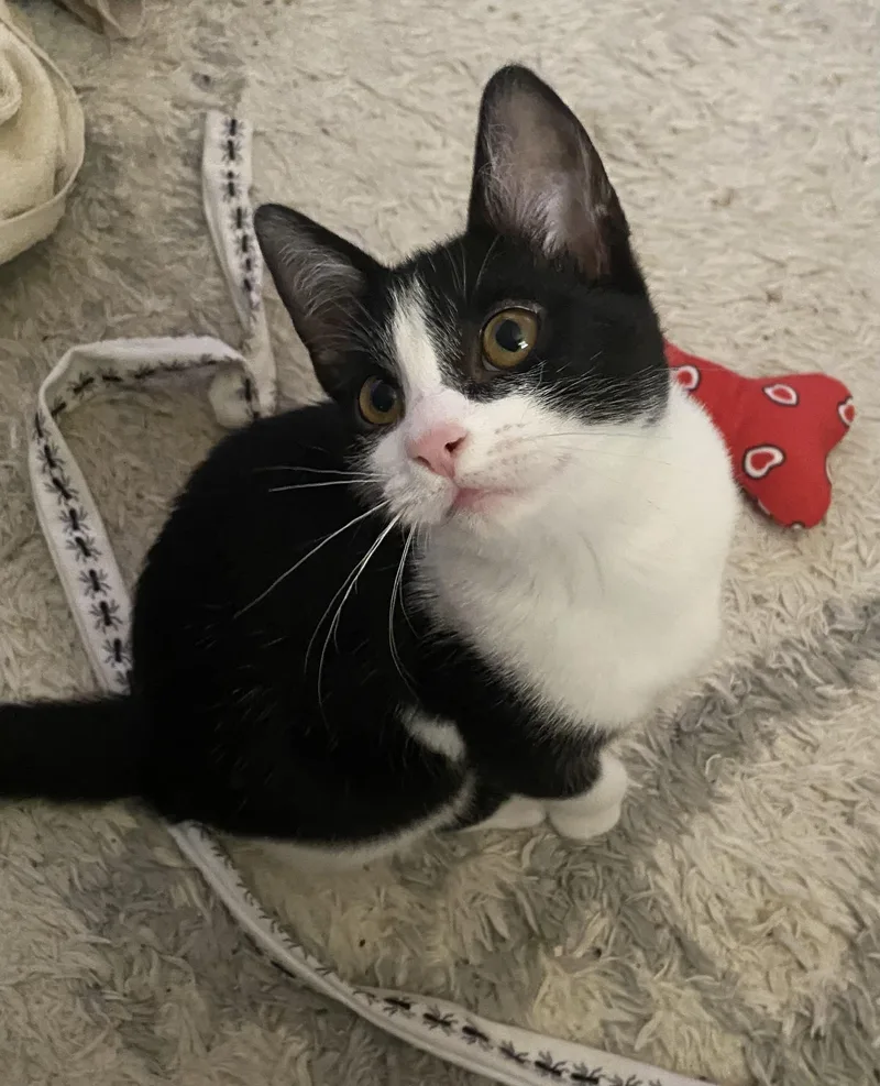 Verandasweet & Silly thumbnail 2