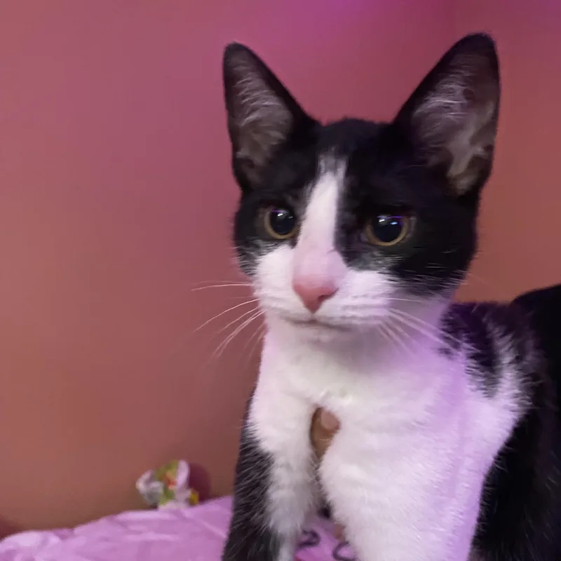 Verandasweet & Silly thumbnail 3