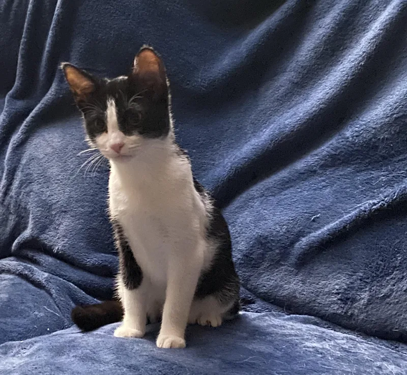 Verandasweet & Silly thumbnail 4