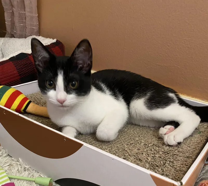 Verandasweet & Silly thumbnail 5