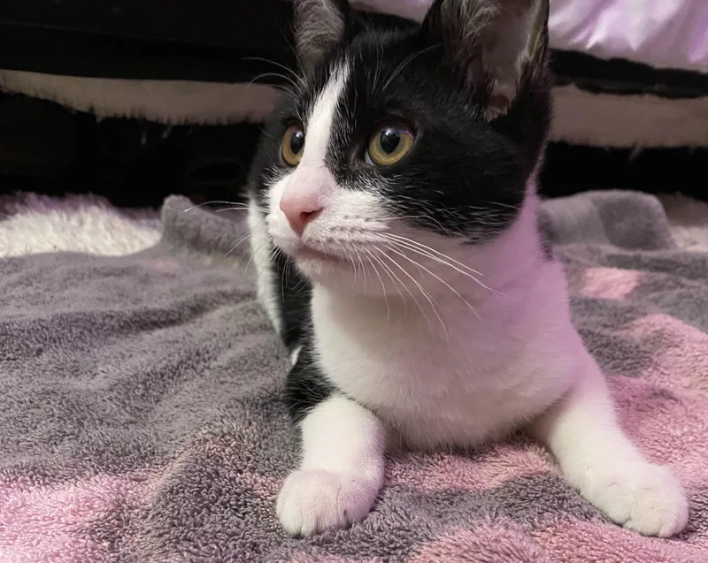 Verandasweet & Silly thumbnail 6