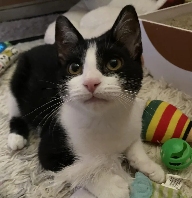 Verandasweet & Silly