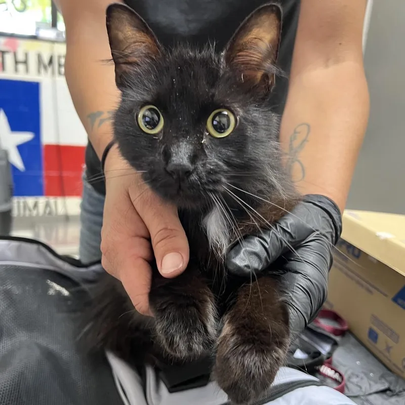 An adult medium-sized female Black Domestic Long Hair cat named Bailey for adoption in Austin, TX