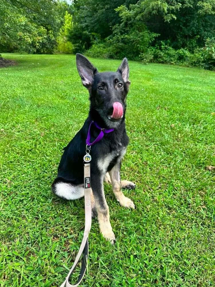 A baby medium-sized male German Shepherd Dog dog named Dakota for adoption in Candler, NC