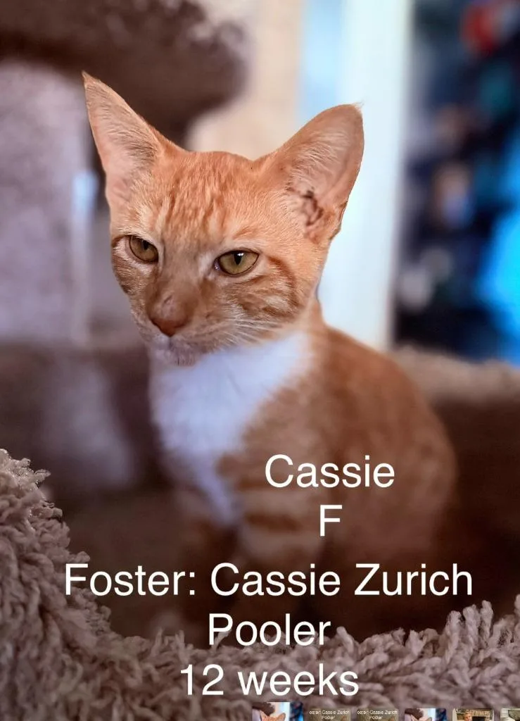 A baby small-sized female Domestic Short Hair cat named Peanut for adoption in Darien, GA