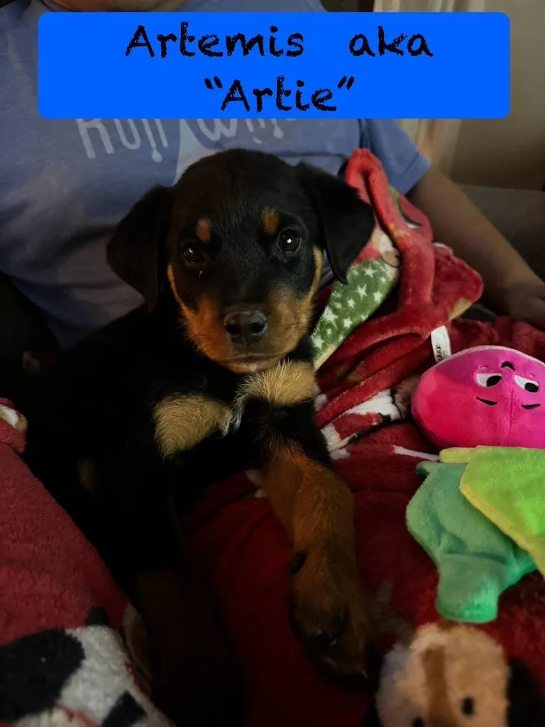 A baby large-sized male Rottweiler dog named Artemis $ for adoption in Milwaukee, WI