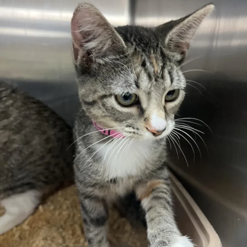 A baby small-sized female Black Domestic Short Hair cat named Teeney for adoption in Lakeland, FL