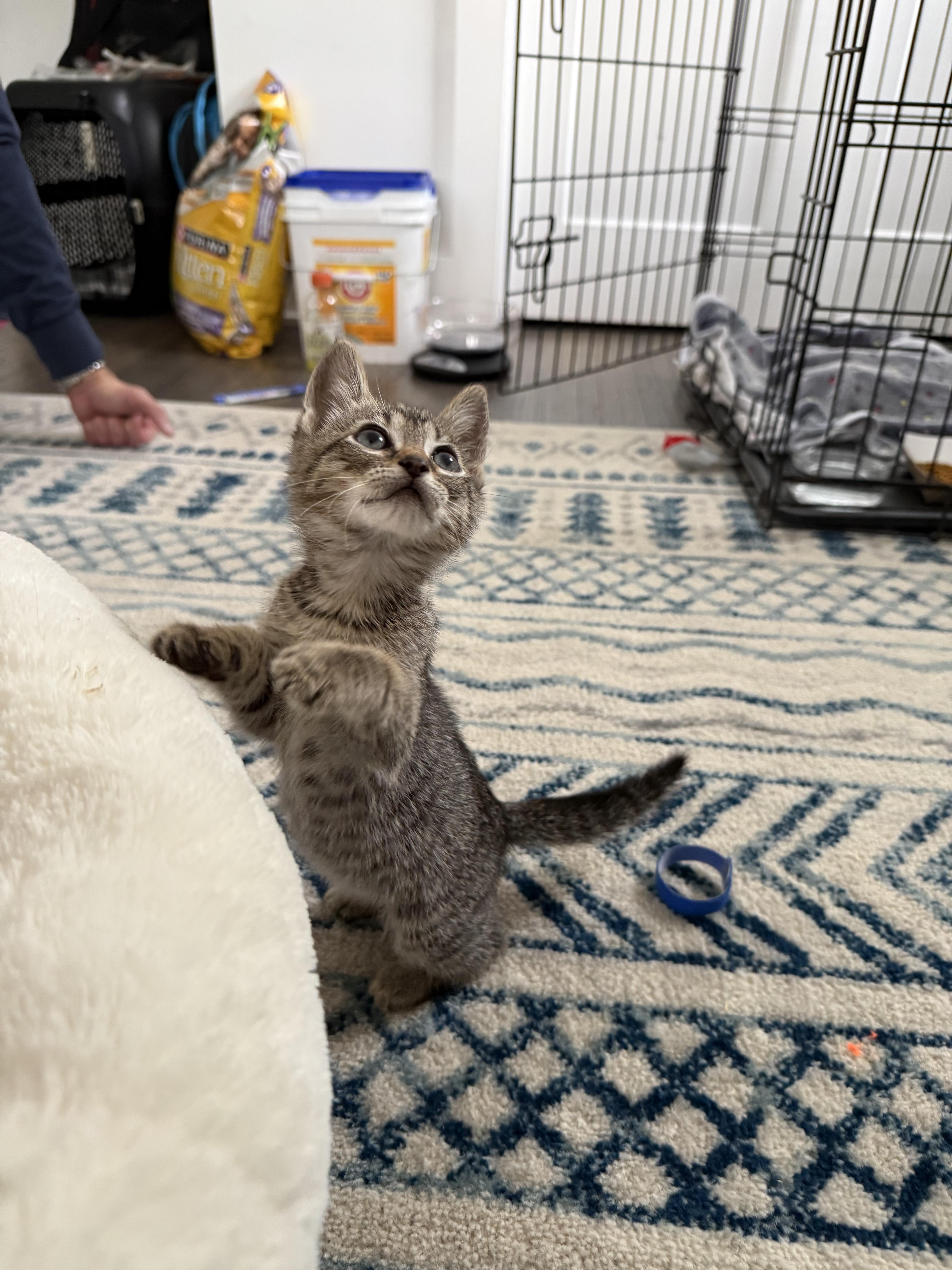 A baby medium-sized female Tabby (Brown / Chocolate) Domestic Short Hair cat named Pixie for adoption in Haddon Heights, NJ