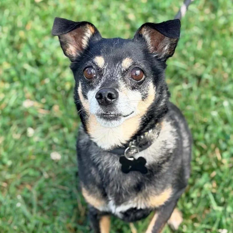 A senior small-sized male Black Chihuahua dog named Jack Black for adoption in Cincinnati, OH